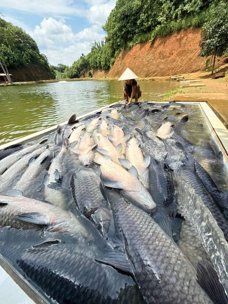 Hồ Câu Phi Hổ – Gia Phù Lào Cai