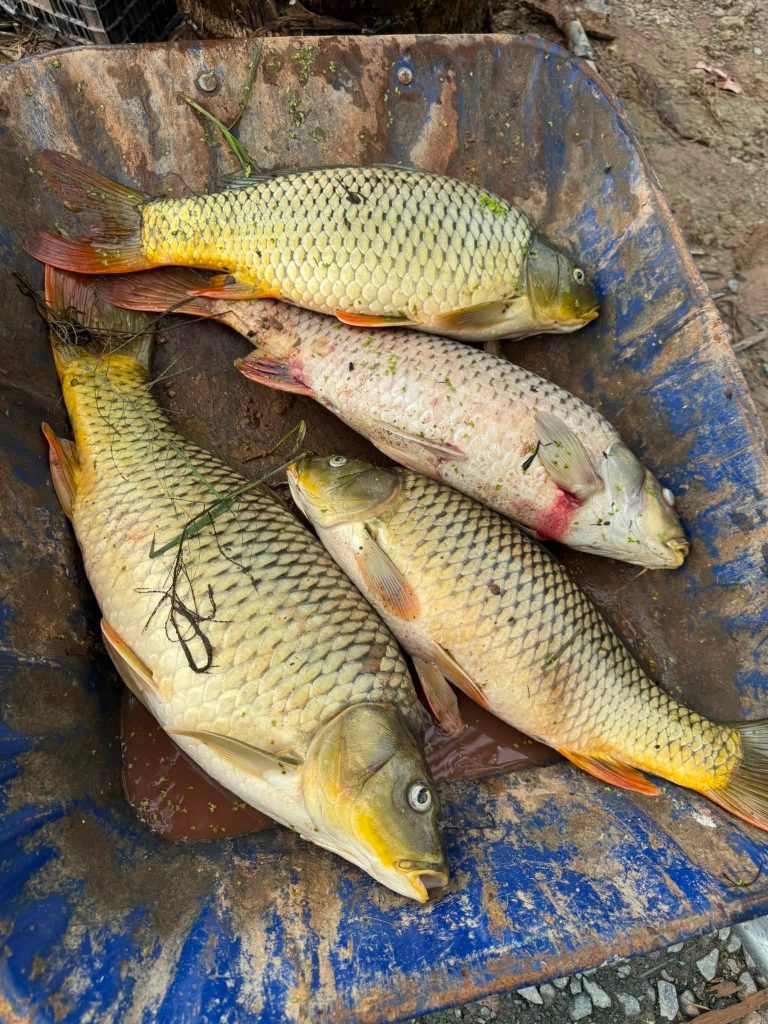 Hồ câu 8X – Sơn Đồng, Hà Nội