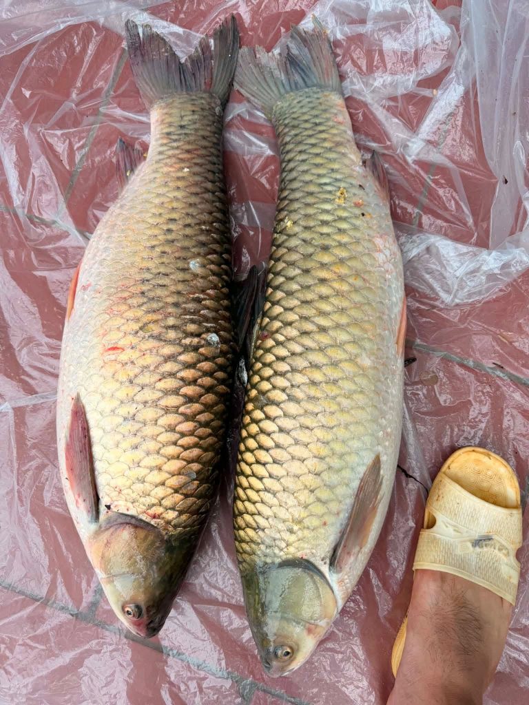 Hồ câu sinh thái Nghĩa Quyên – Yên Bình, Yên Bái